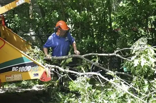 tree services Green Meadows